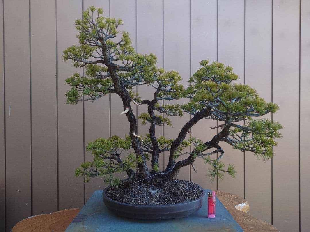 盆栽　五葉松　樹高50cm