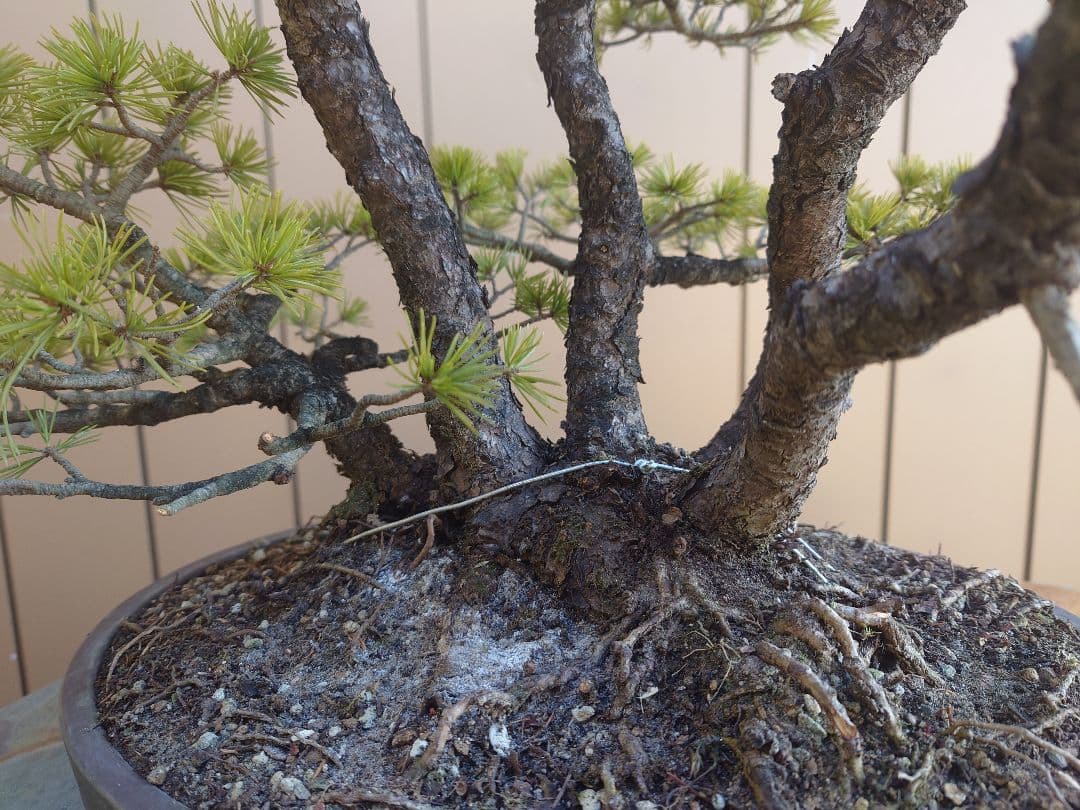 盆栽　五葉松　樹高50cm