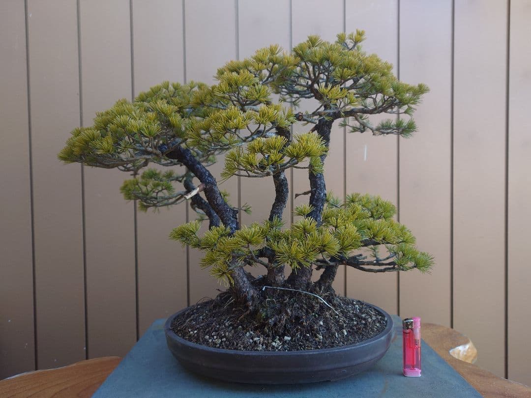盆栽　五葉松　樹高50cm