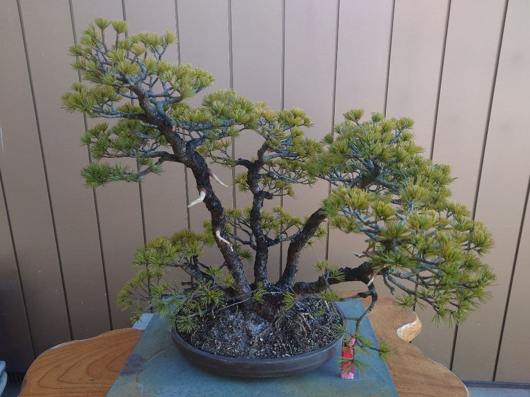 盆栽　五葉松　樹高50cm