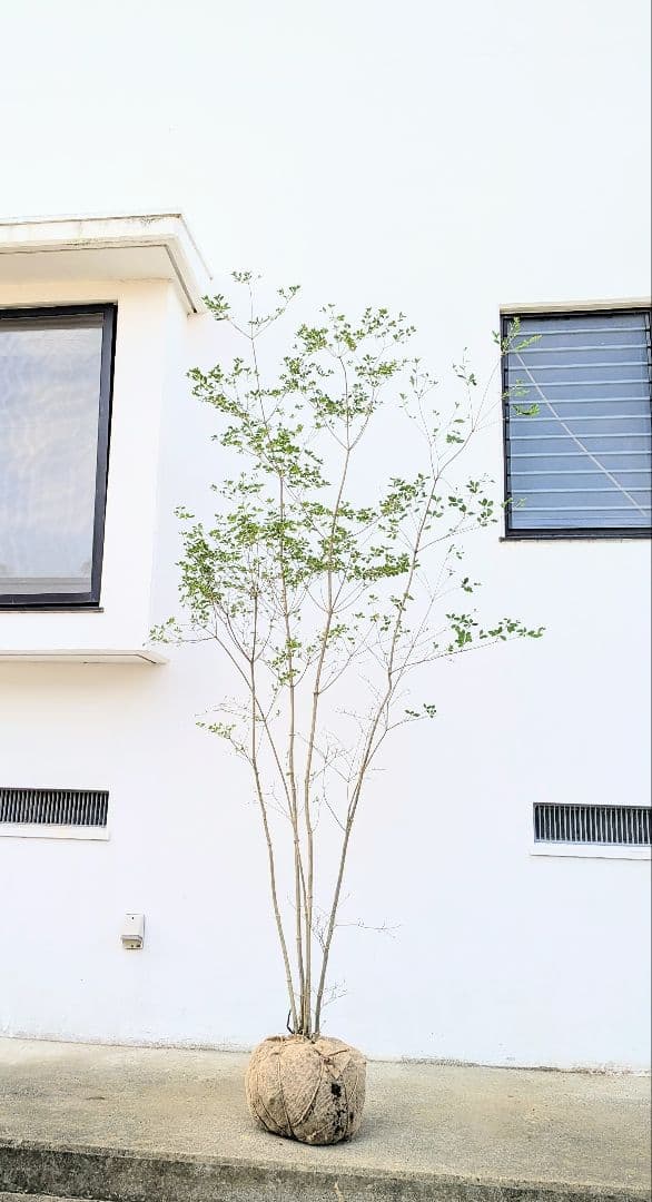 ジャンケンさま専用。山採りドウダンツツジ。