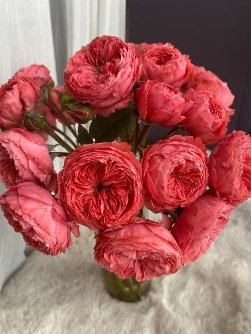 薔薇大苗フラメ