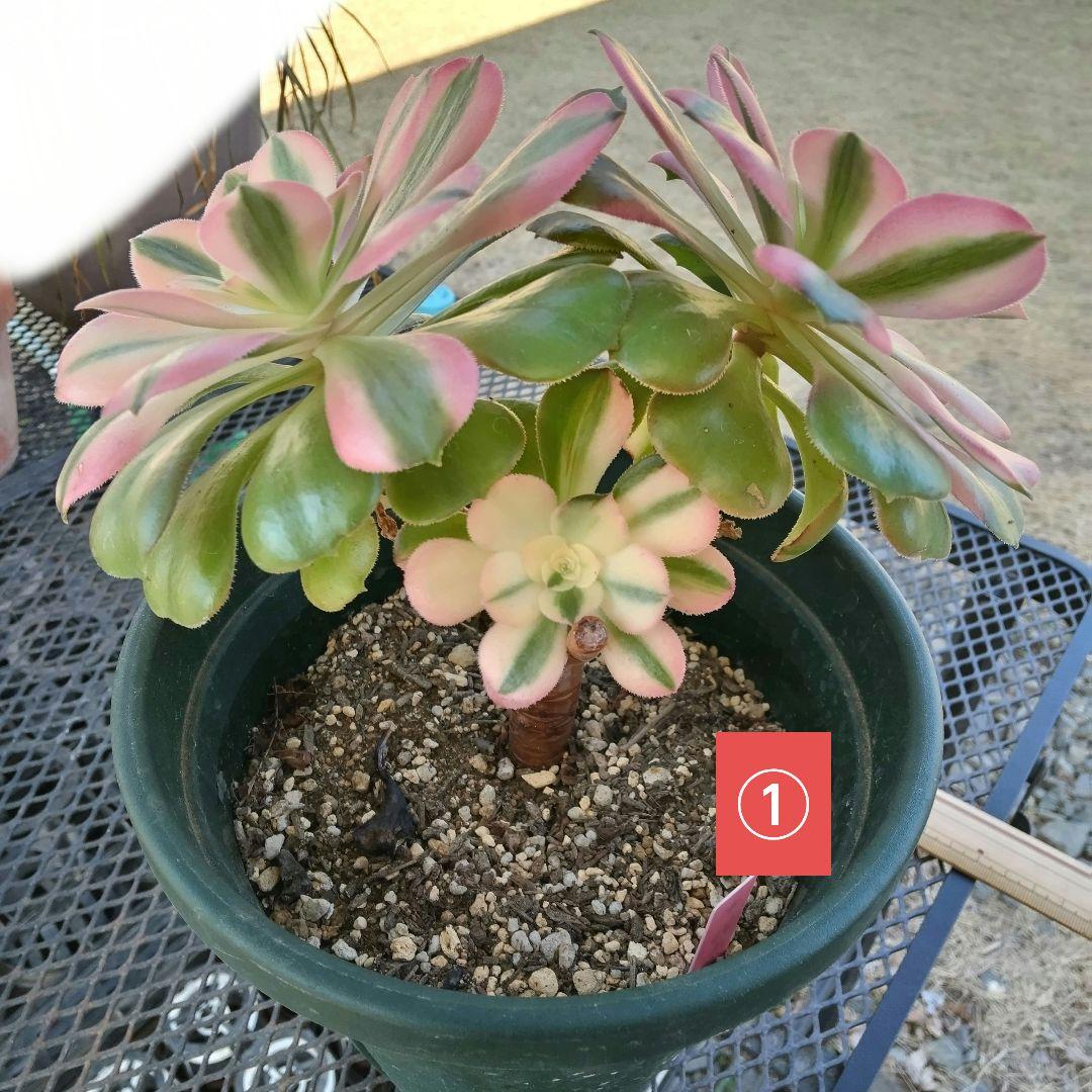 ☆確認☆アエオニウム 水彩画