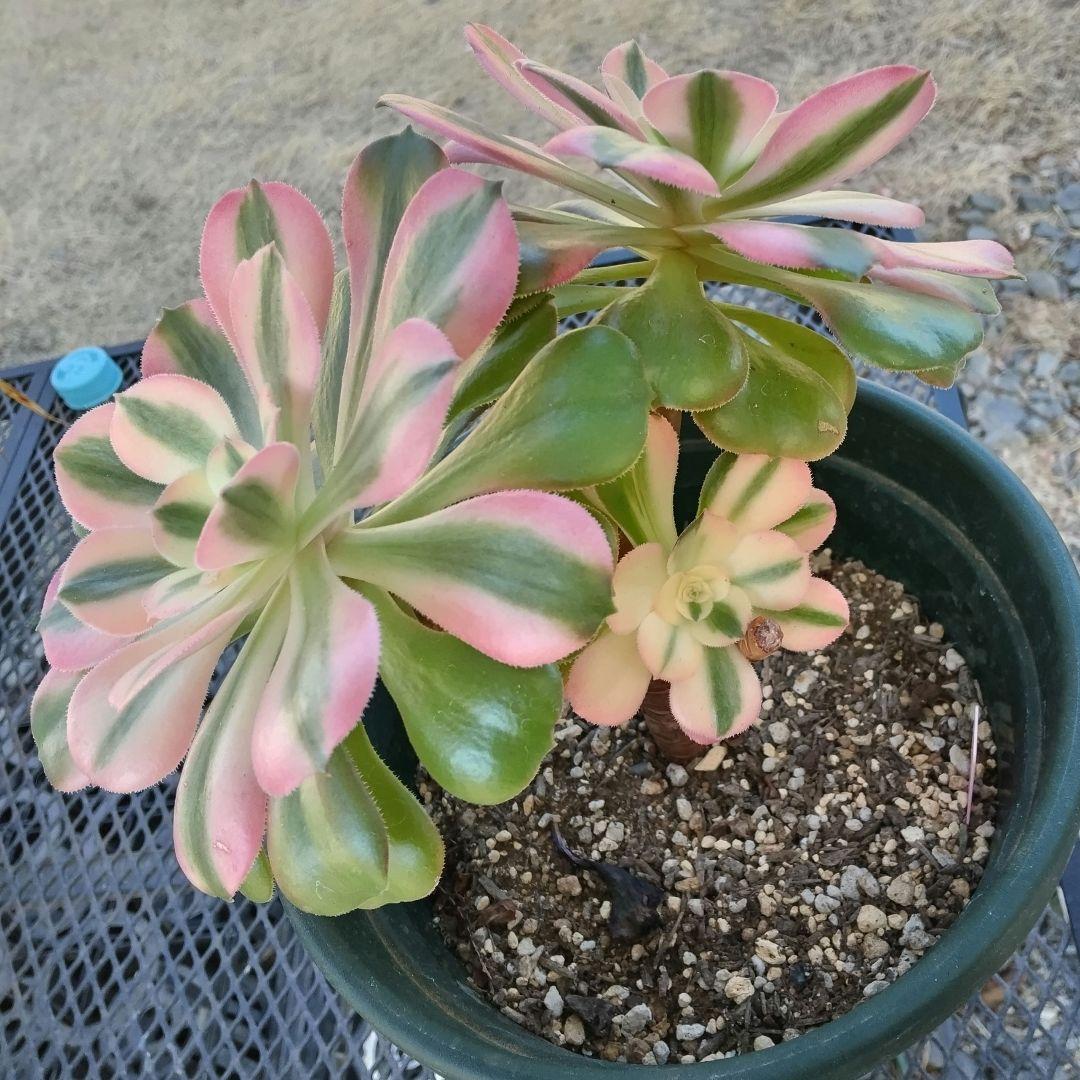 ☆確認☆アエオニウム 水彩画