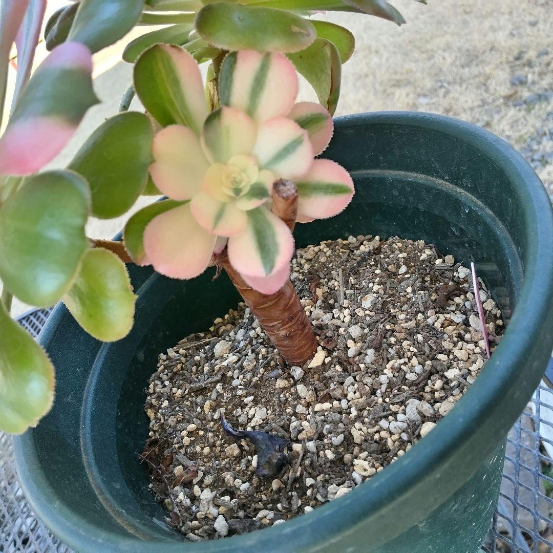 ☆確認☆アエオニウム 水彩画