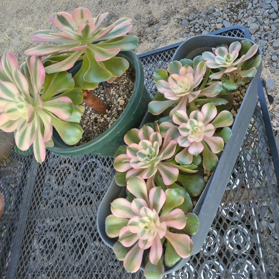 ☆確認☆アエオニウム 水彩画