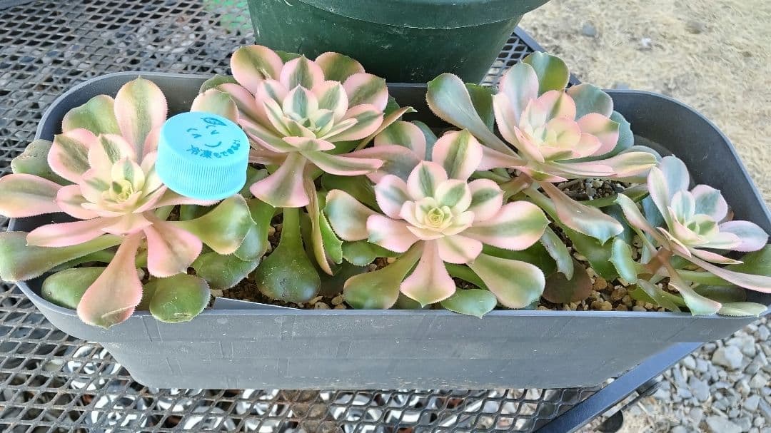 ☆確認☆アエオニウム 水彩画