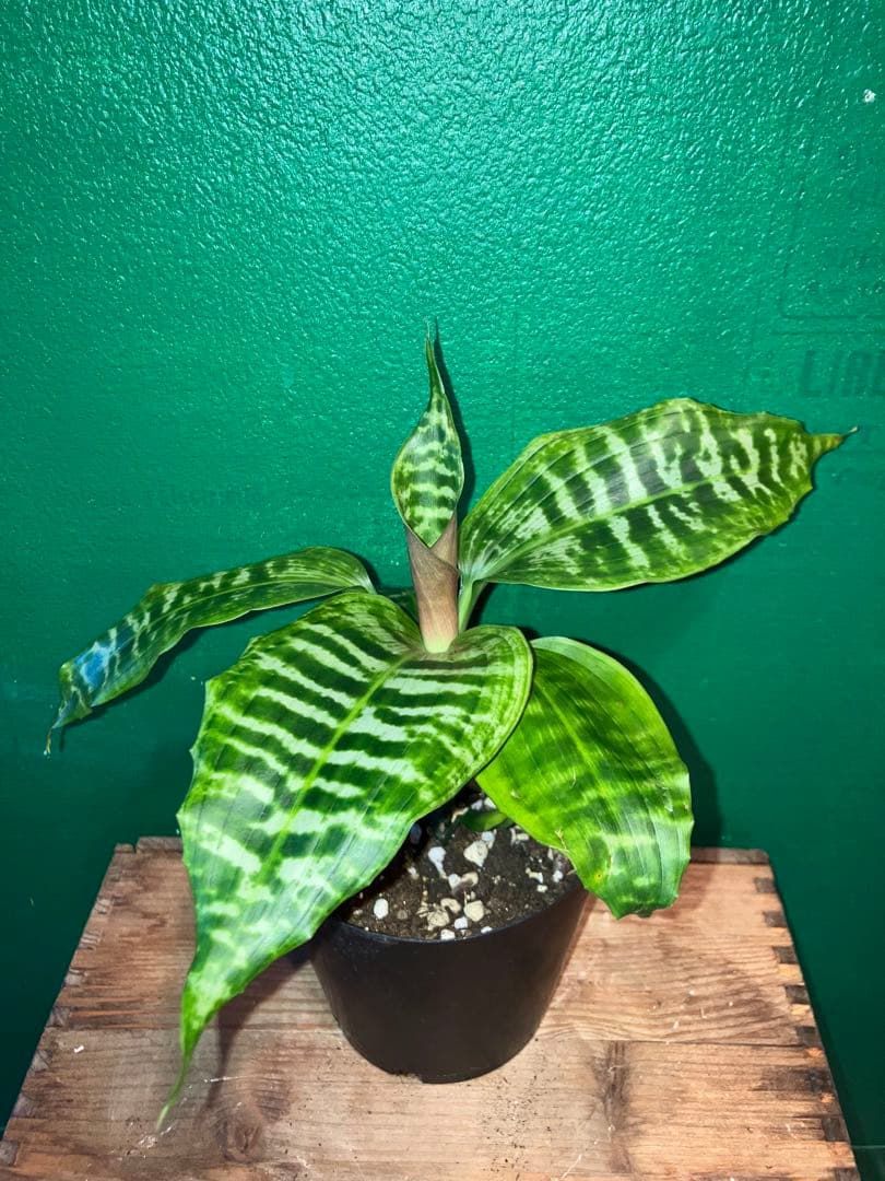 〉〉希少〈〈 Dracaena 'goldieana' 4号