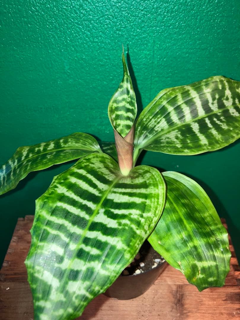 〉〉希少〈〈 Dracaena 'goldieana' 4号