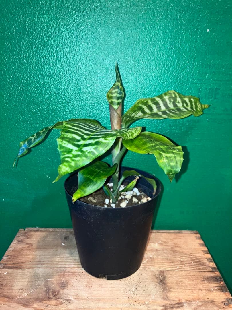 〉〉希少〈〈 Dracaena 'goldieana' 4号