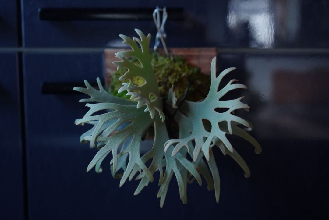 ビカクシダ P.willinckii Jenny TC