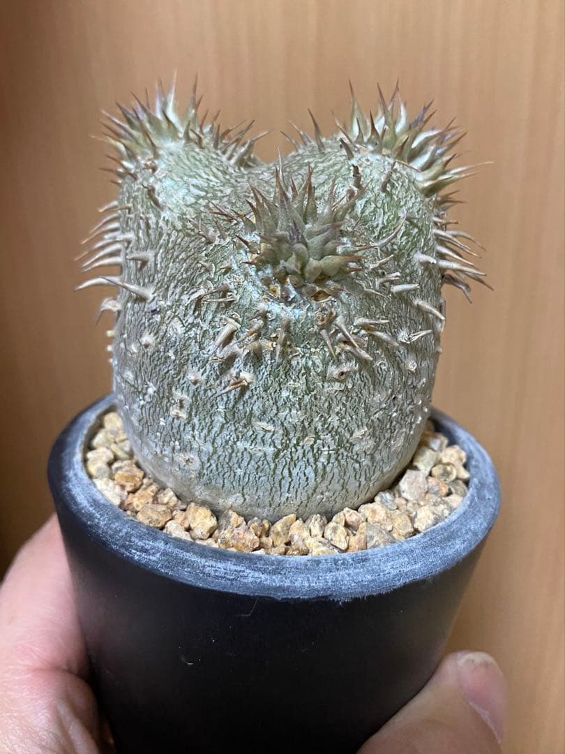 ぷっくり　エブレネウム　現地球　厳選株　手乗り　パキポディウム