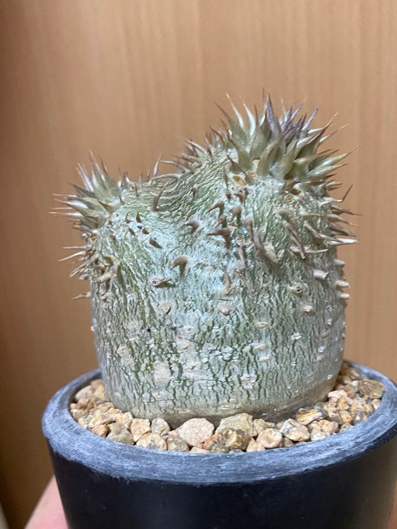 ぷっくり　エブレネウム　現地球　厳選株　手乗り　パキポディウム