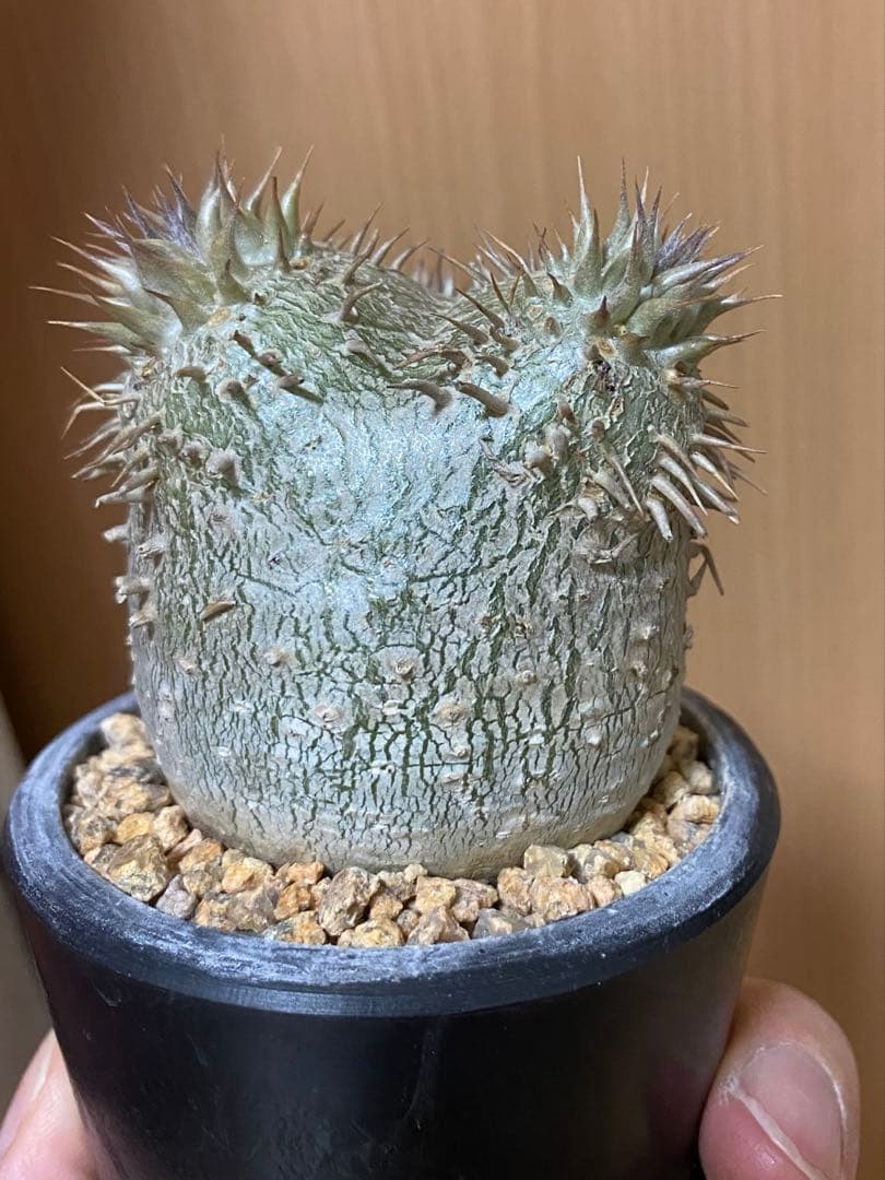 ぷっくり　エブレネウム　現地球　厳選株　手乗り　パキポディウム