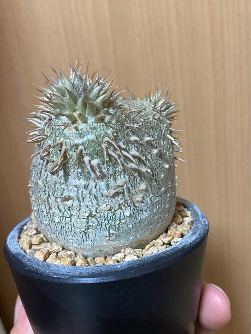 ぷっくり　エブレネウム　現地球　厳選株　手乗り　パキポディウム