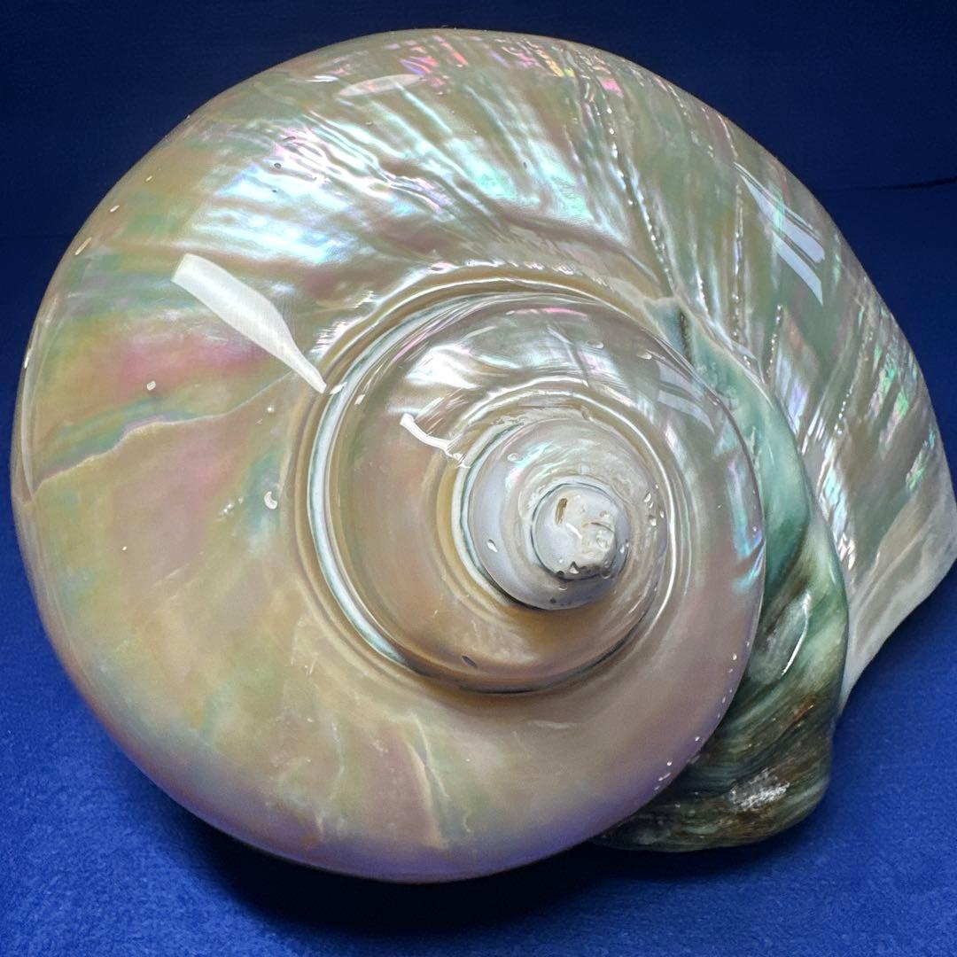 特大　夜光貝　真珠磨き　インテリア　　飾り物　　　アクセサリー　オブジェ