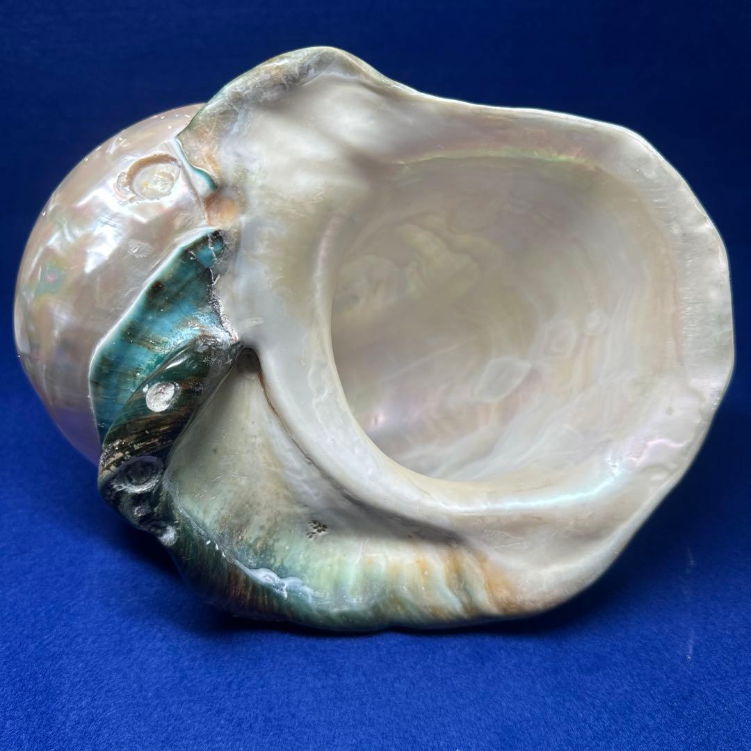特大　夜光貝　真珠磨き　インテリア　　飾り物　　　アクセサリー　オブジェ