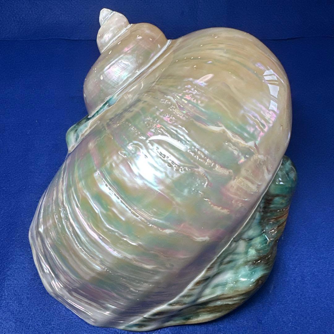 特大　夜光貝　真珠磨き　インテリア　　飾り物　　　アクセサリー　オブジェ