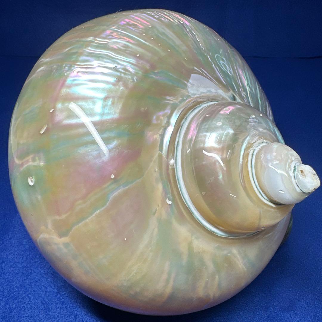 特大　夜光貝　真珠磨き　インテリア　　飾り物　　　アクセサリー　オブジェ