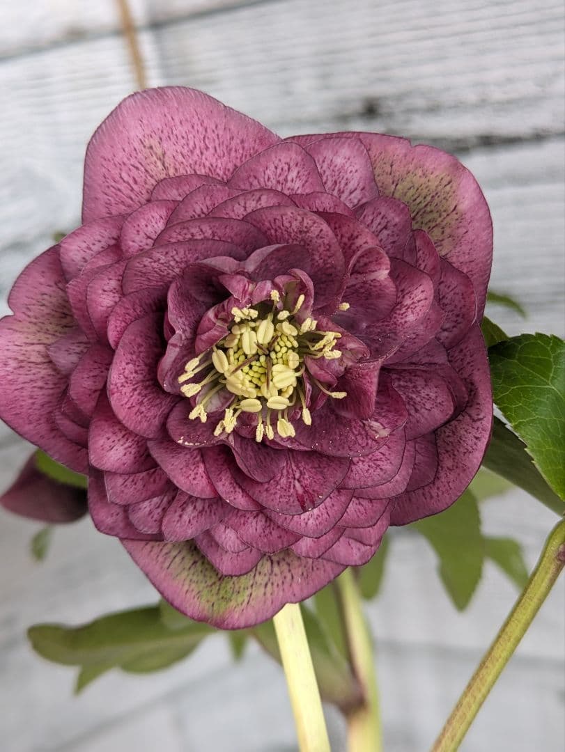 【現品・ポットまま発送】超希少　充実株花もりもり曽田園芸多弁咲きクリスマスローズ