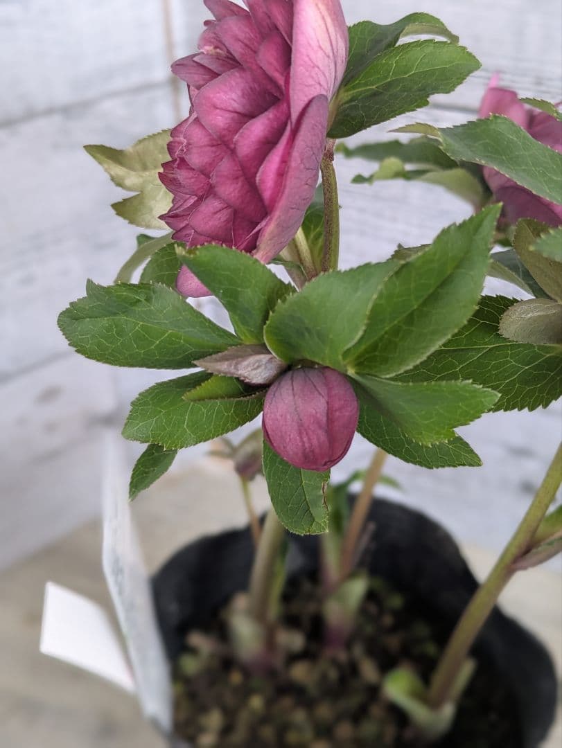 【現品・ポットまま発送】超希少　充実株花もりもり曽田園芸多弁咲きクリスマスローズ