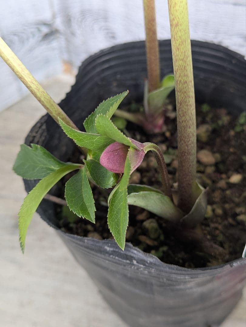 【現品・ポットまま発送】超希少　充実株花もりもり曽田園芸多弁咲きクリスマスローズ