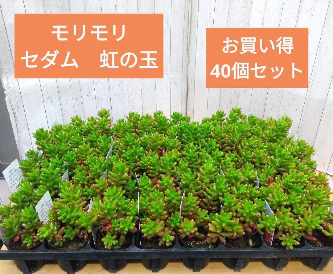 お買い得！　セダム　虹の玉　40個セット