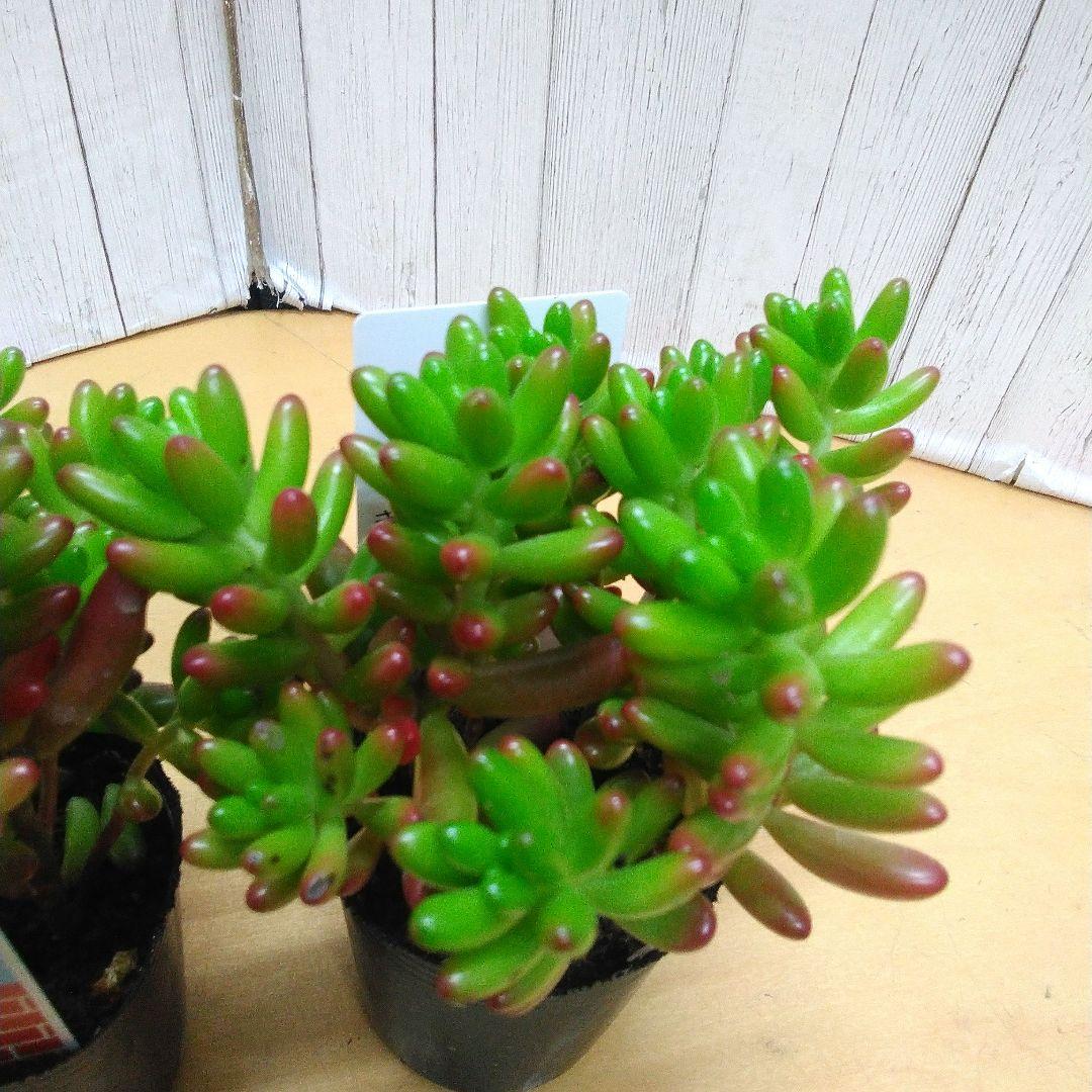 お買い得！　セダム　虹の玉　40個セット