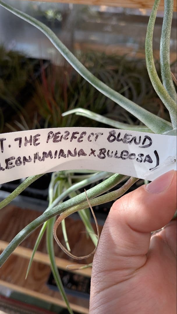 チランジア The Perfect Blend