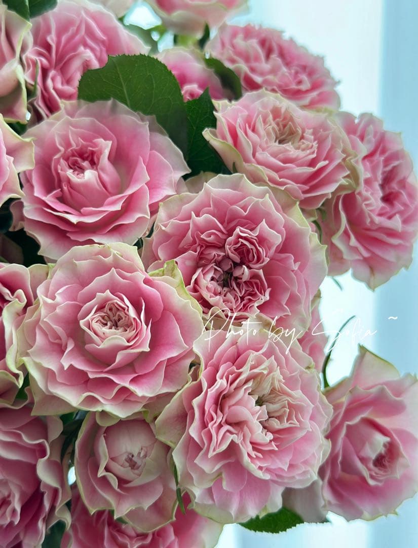 レア切花バラ大苗ブライダルマカロン