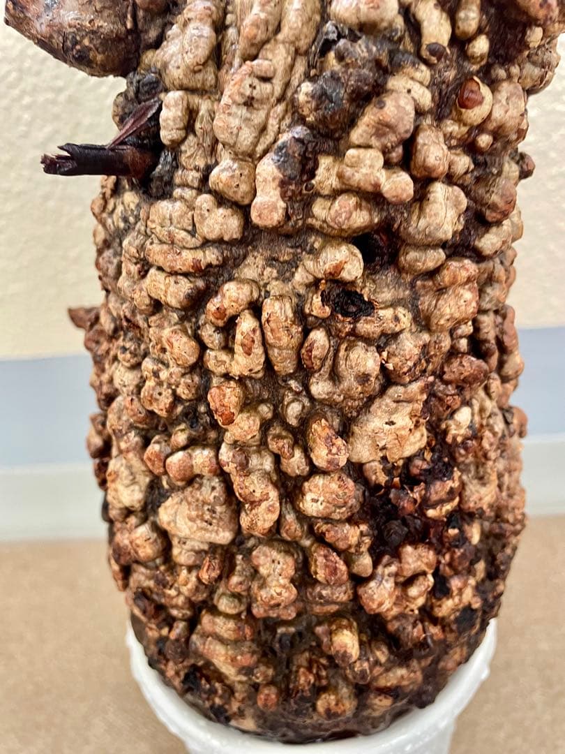 オペルクリカリア　パキプス　現地発根株　カルス有　ボコ肌　検) グラキリス