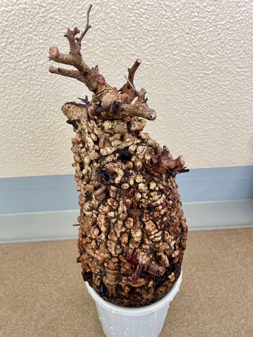 オペルクリカリア　パキプス　現地発根株　カルス有　ボコ肌　検) グラキリス