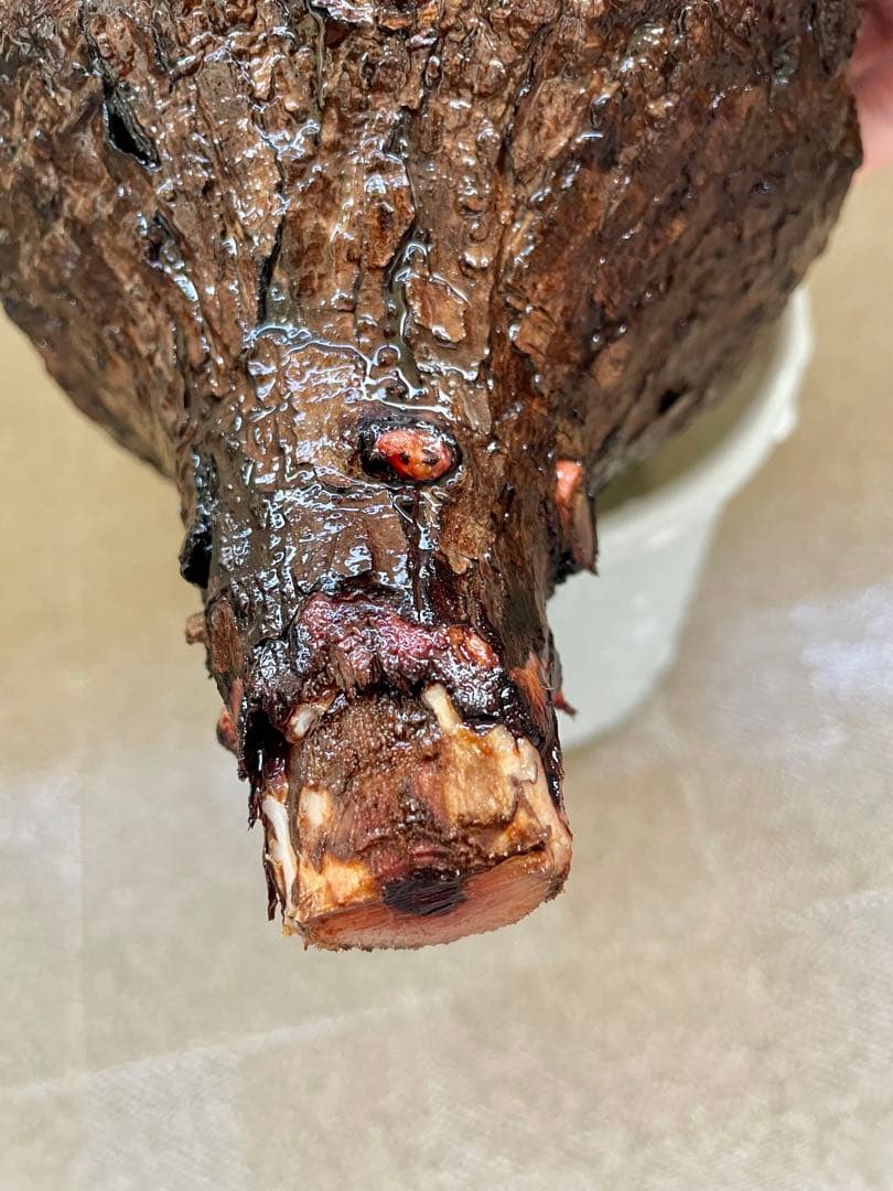 オペルクリカリア　パキプス　現地発根株　カルス有　ボコ肌　検) グラキリス