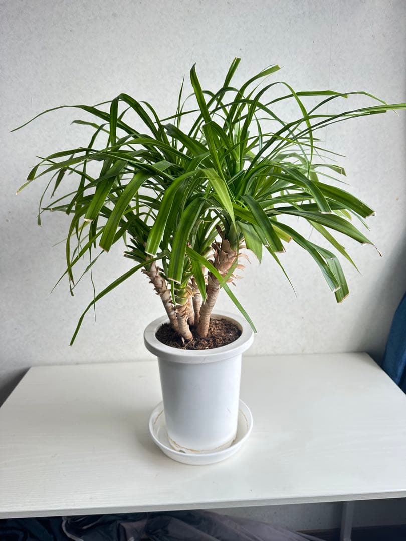 【良好】5株入り！　ドラセナカンボジアーナ ドラセナ販売