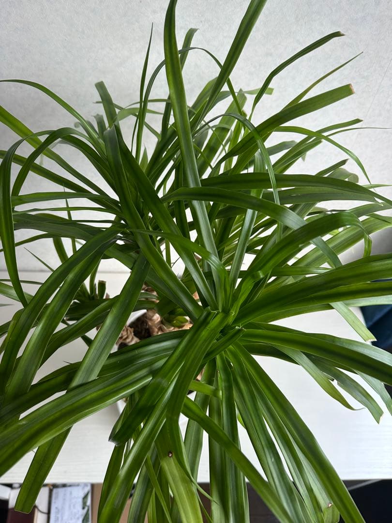 【良好】5株入り！　ドラセナカンボジアーナ ドラセナ販売