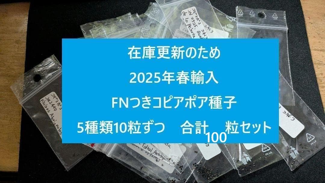 コピアポア種子　在庫整理のため 2025年春輸入種子 100粒セット