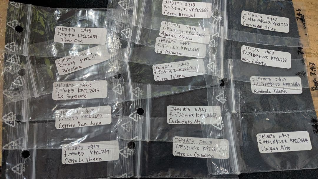 コピアポア種子　在庫整理のため 2025年春輸入種子 100粒セット