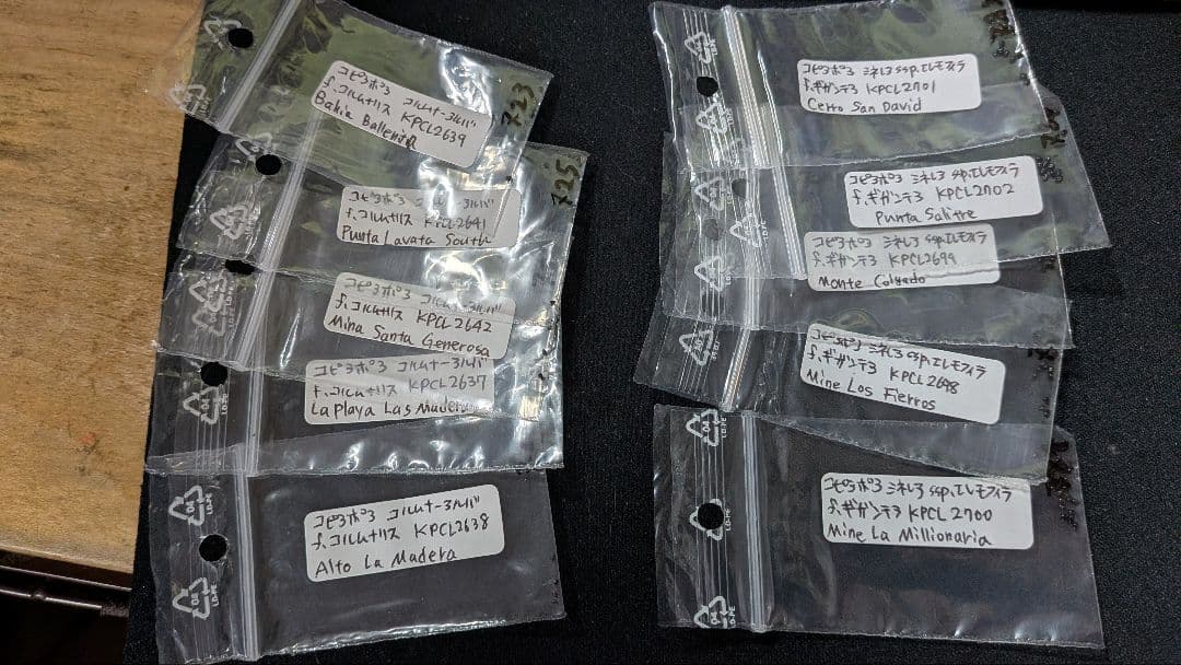 コピアポア種子　在庫整理のため 2025年春輸入種子 100粒セット