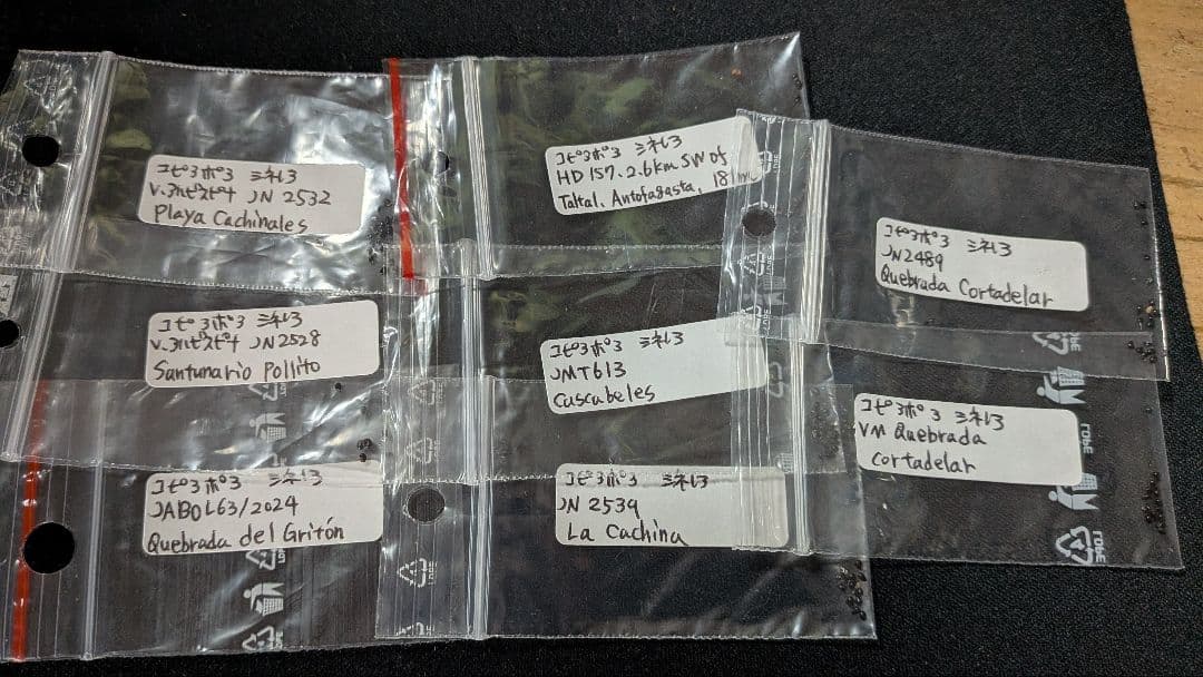 コピアポア種子　在庫整理のため 2025年春輸入種子 100粒セット