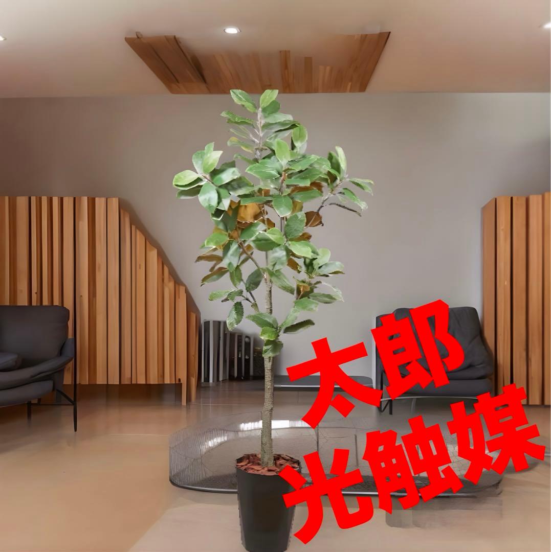 光触媒　人工観葉植物　ウォールグリーン　フェイクグリーン　フラワー　マグノリア2