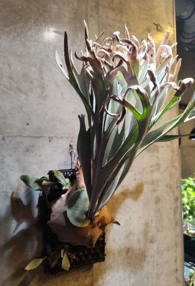 【12/07限定気まぐれセール】ビカクシダ エルサ Elsa oc株 子株①