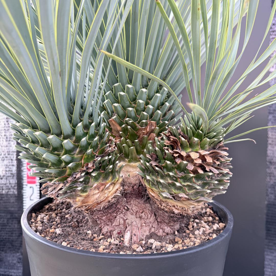 【AL1193】ユッカ　ロストラータ　 トリプルヘッド