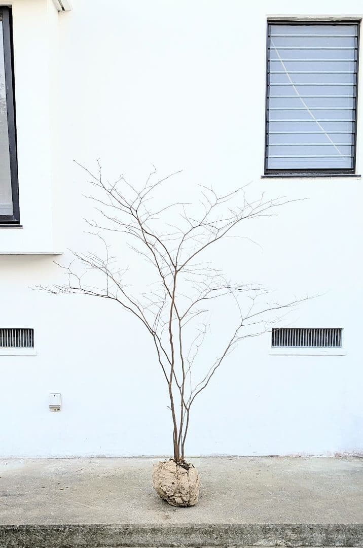 清水湧く如く。山採りシロモジ。