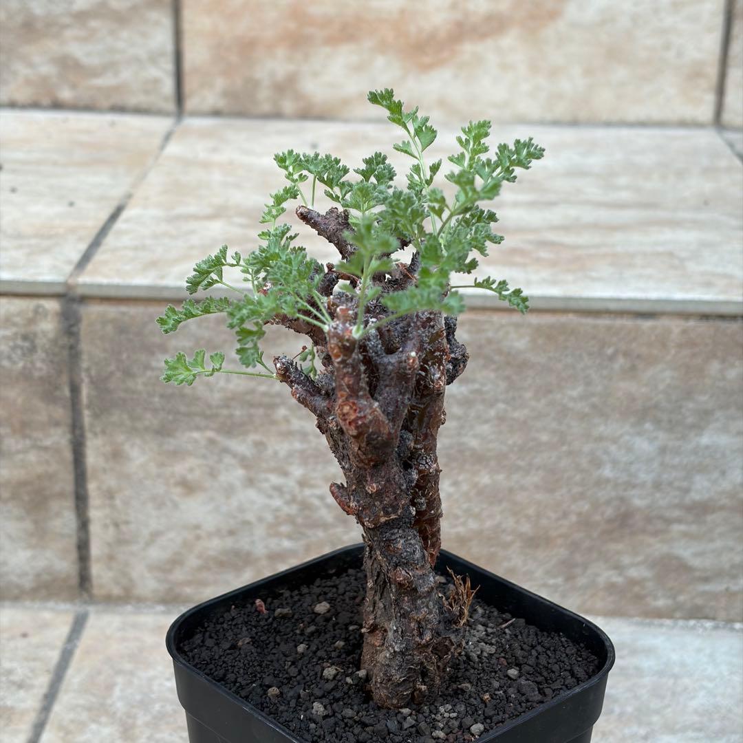 ペラルゴニウム　アルテルナンス　3号鉢　No.015　鉢、送料込