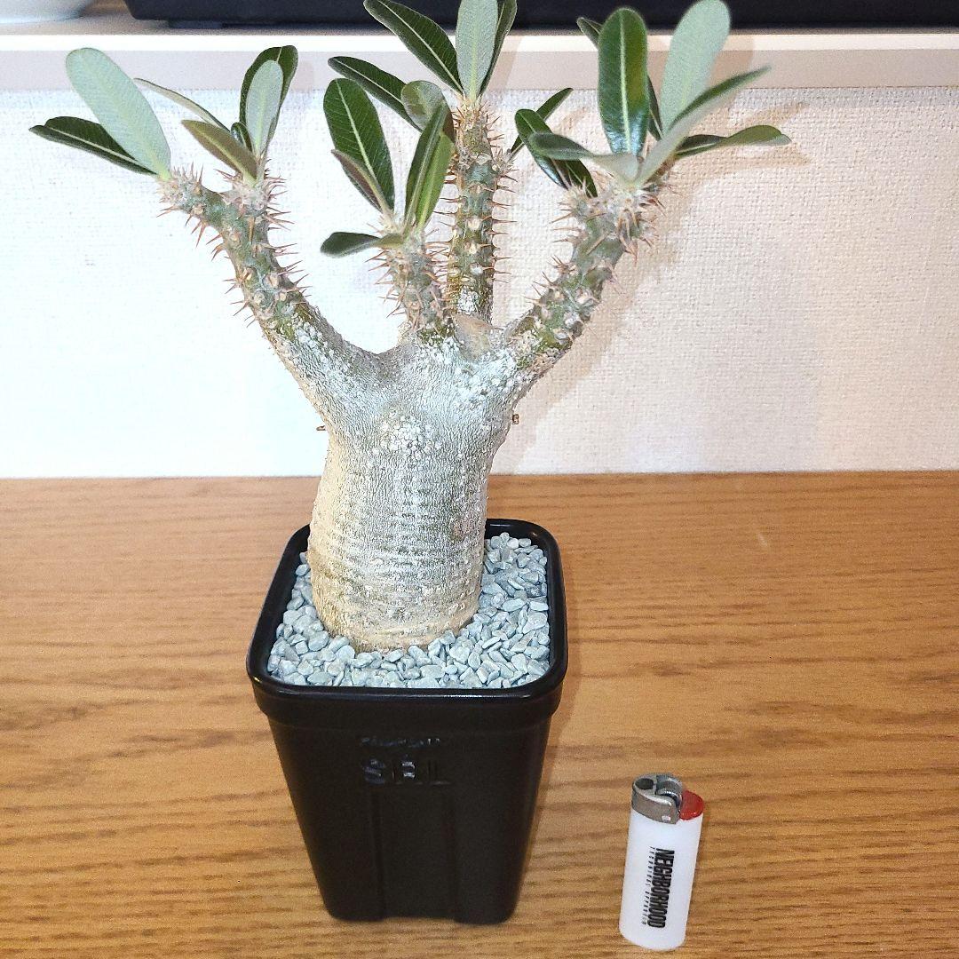 NEIGHBORHOOD　SRL　パキポディウム　カクチペス