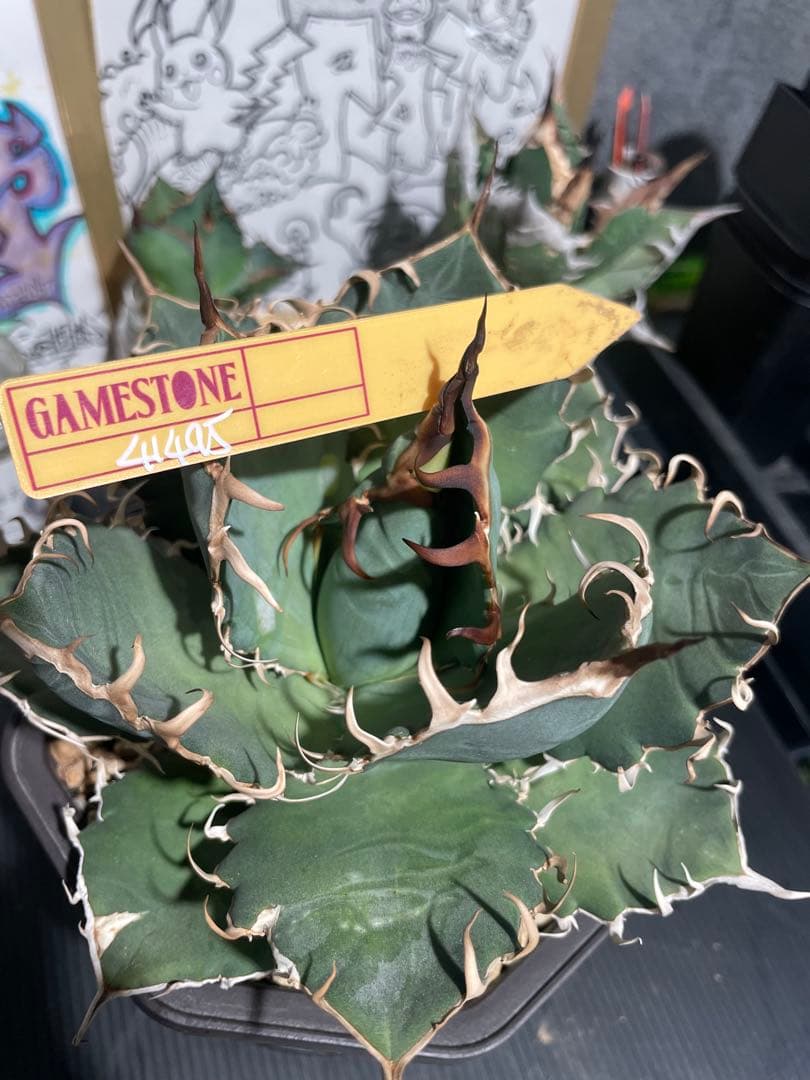 アガベ GAMETONE 41404 オテロイ実生