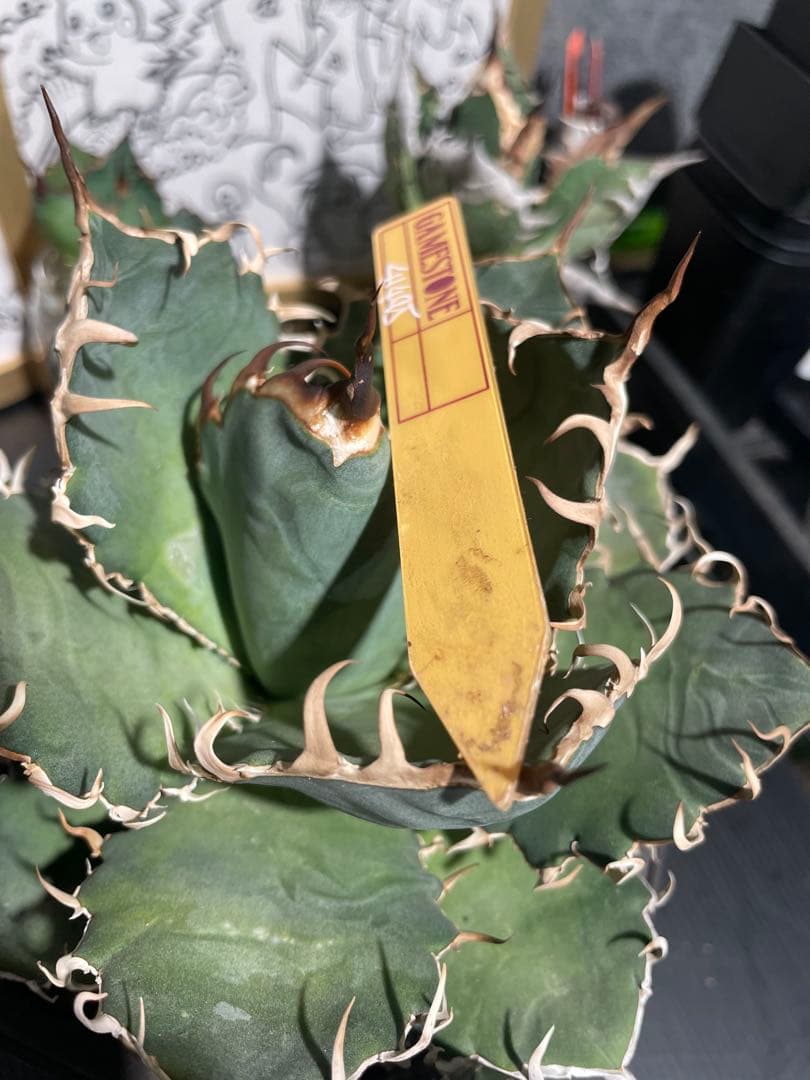 アガベ GAMETONE 41404 オテロイ実生