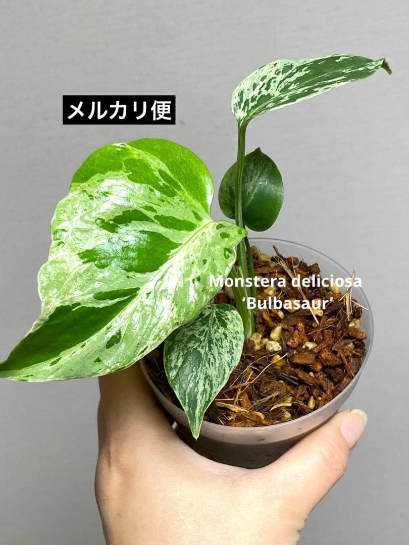 ②【将来有望株‼️】モンステラ　デリシオーサ　バルバソー　フシギダネ/ベトシオーサ