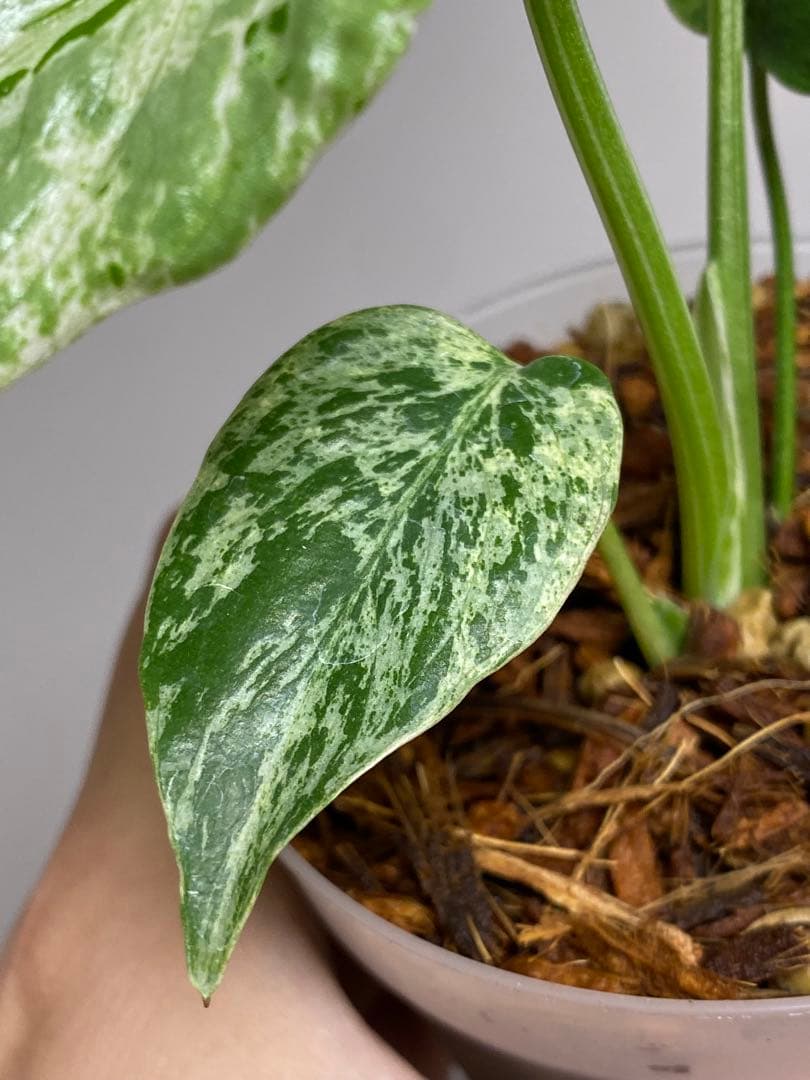 六*ん様 ②【将来有望株‼️】モンステラ　デリシオーサ　バルバソー　フシギダネ/