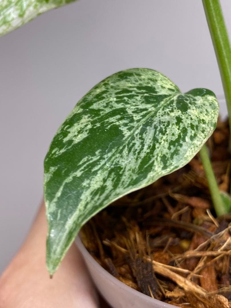 六*ん様 ②【将来有望株‼️】モンステラ　デリシオーサ　バルバソー　フシギダネ/